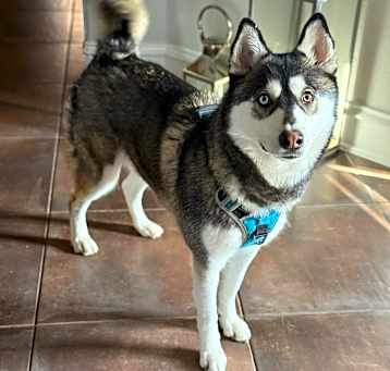 Photo of Blue