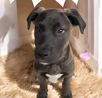 Photo of Astro