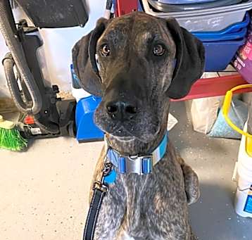 Photo of Diesel