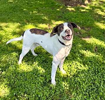 Photo of Boone