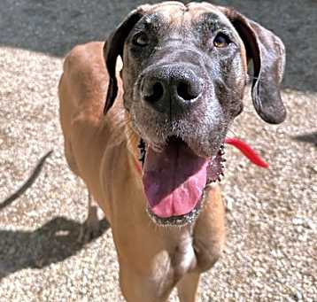 Photo of Pepper