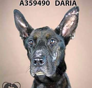 Photo of DARIA