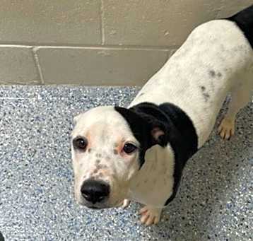 Photo of Pongo