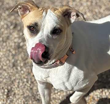 Photo of Dixie