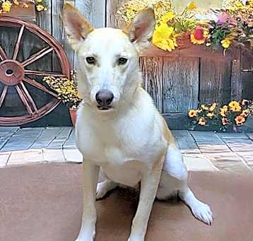 Photo of Lady