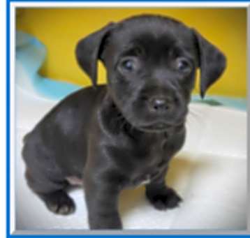 Photo of FEMALE: "Queso"