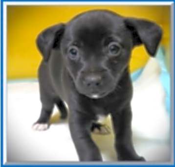 Photo of FEMALE: "Feta"