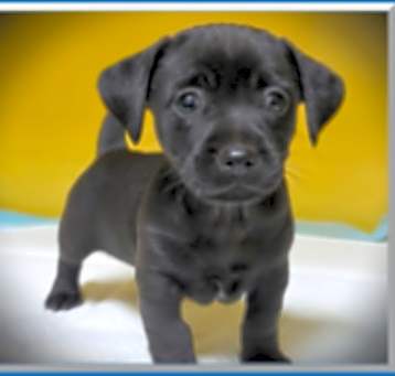 Photo of MALE: "Crumble"