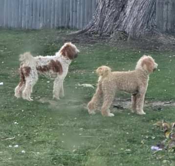 Photo of 2 of them Sharlet and Bristle