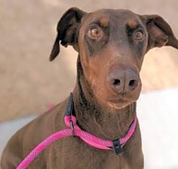 Photo of Stella