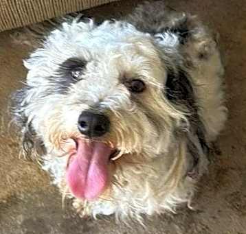 Photo of Spotty