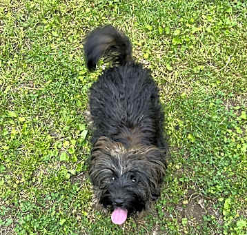 Photo of Toto