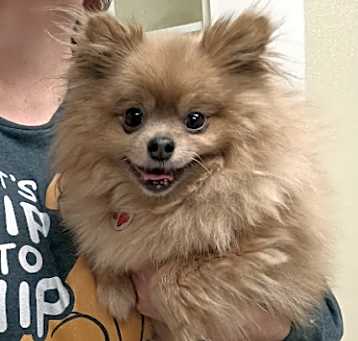 Photo of Chewy (adoption pending)