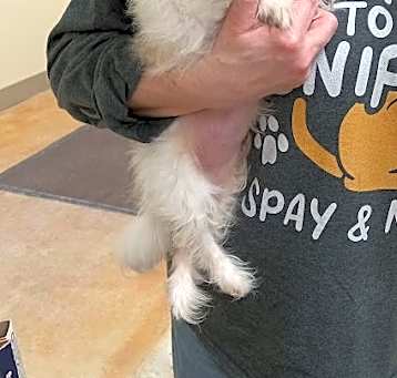 Photo of Sunny Day (adoption pending)