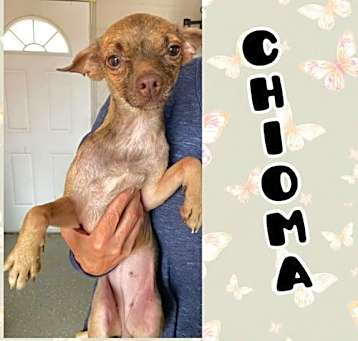 Photo of Chioma