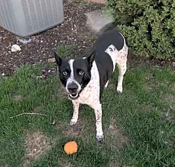 Photo of Scout