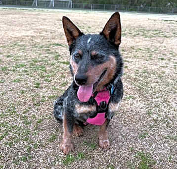 Photo of Butch