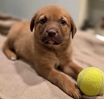 Photo of Rocky (NY-Sarah)