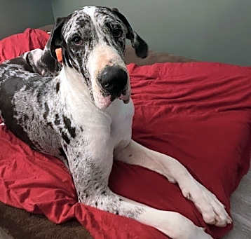 Photo of Stella