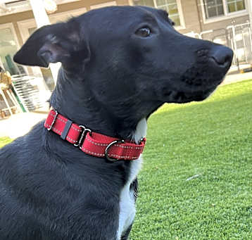 Photo of Julietta