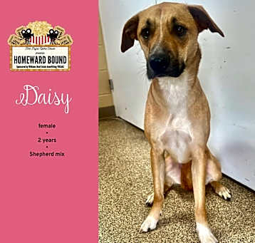 Photo of Daisy