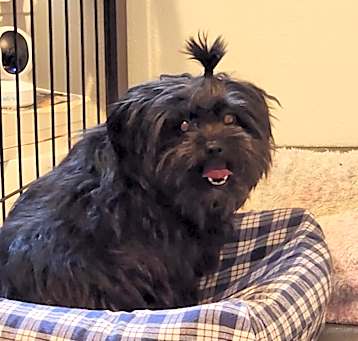 Photo of Stella