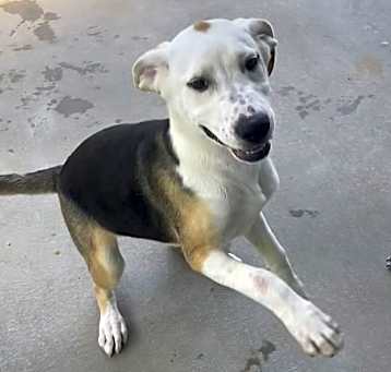 Photo of Honey Bear