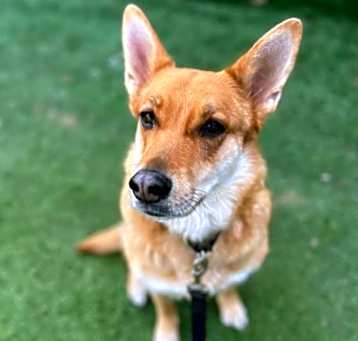 Photo of Layla