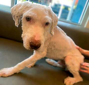 Photo of Chester