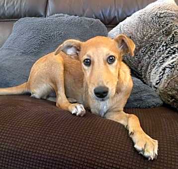 Photo of Zorra