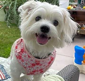 Photo of Coco #508