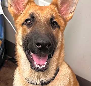 Photo of Suri