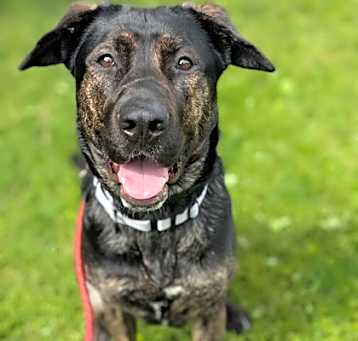 Photo of Stella