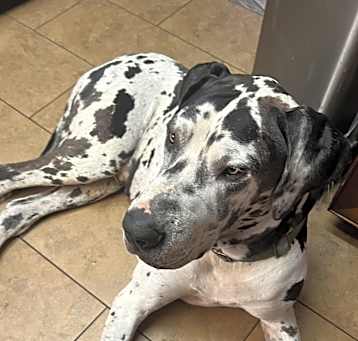 Photo of Harley