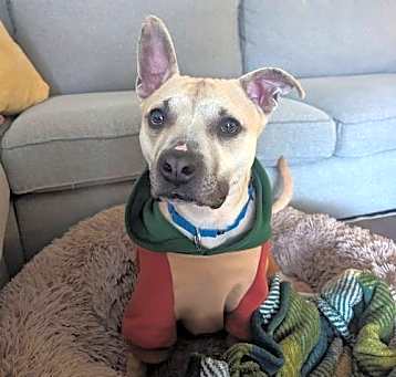 Photo of Jovie