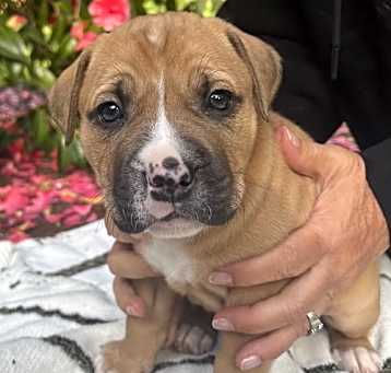 Photo of Toby (Jellybean’s puppy)