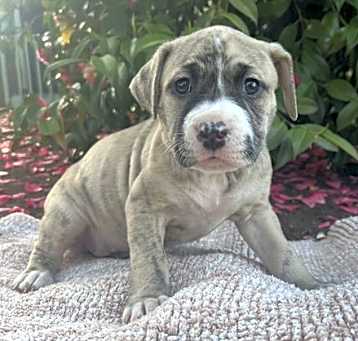 Photo of Louise (Jellybean’s puppy)