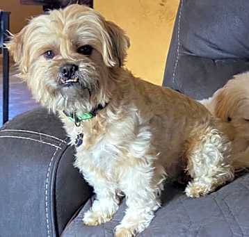 Photo of Chewie