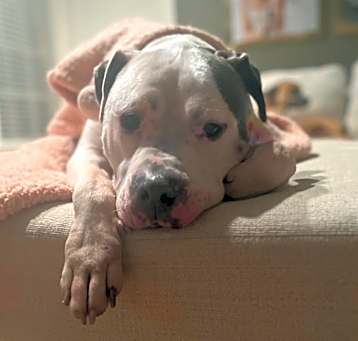 Photo of Bama