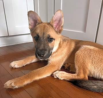 Photo of Apollo