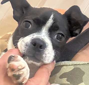 Photo of ADOPTION PENDING