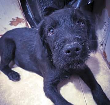 Photo of Blackie