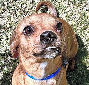 Photo of Rascal