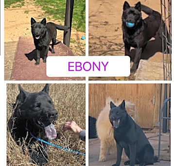 Photo of Ebony