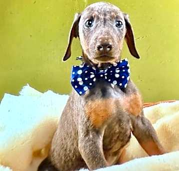 Photo of Albert Adoption Pending!
