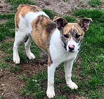 Photo of Sheba