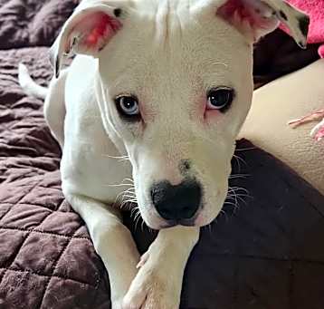 Photo of Arlo