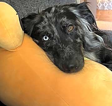 Photo of Ollie