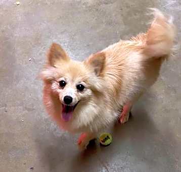 Photo of Chloe Pom