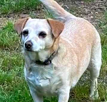 Photo of Hazy Daisy